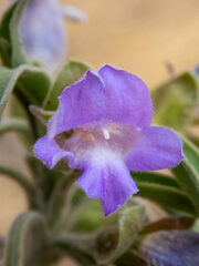 Eremophila