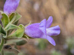 Eremophila
