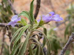 Eremophila