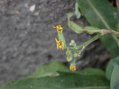 Crepidinae