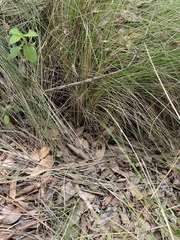 Muhlenbergia macroura