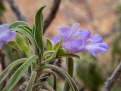 Eremophila