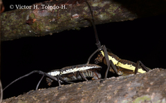Neoptychodes trilineatus