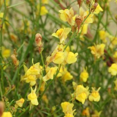 Linaria odora