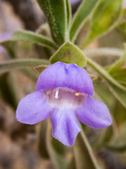 Eremophila