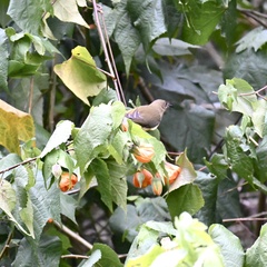 Anthornis melanura melanura