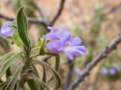Eremophila