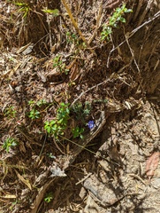 Gentiana arisanensis