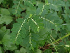 Phyllanthus debilis