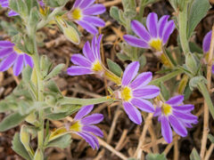Scaevola humilis