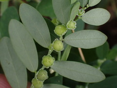 Phyllanthus debilis