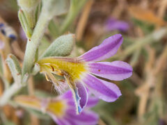 Scaevola humilis