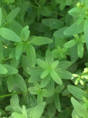 Galium broterianum