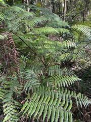 Cyatheales