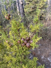 Cupressus goveniana