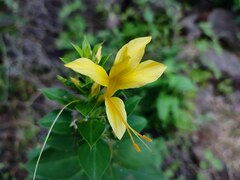 Barleria prionitis