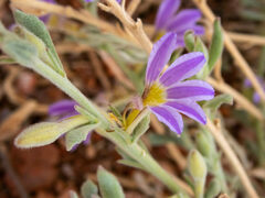 Scaevola humilis