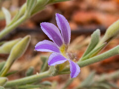 Scaevola humilis