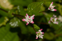Persicaria biconvexa