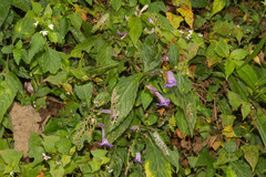 Strobilanthes formosana