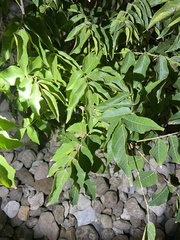Ungnadia speciosa