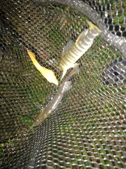 Percina nigrofasciata