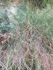 Festuca elegans