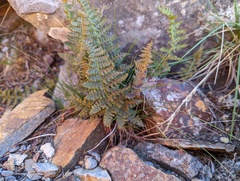 Dryopteris alpestris