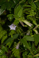 Tripterospermum lanceolatum