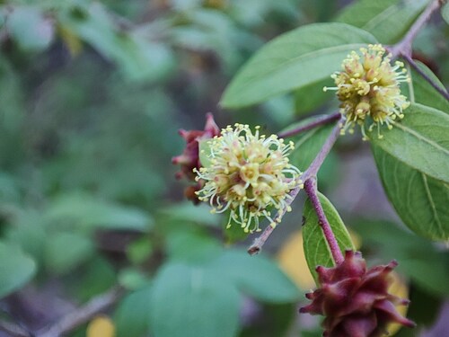 Terminalia pendula, photograph 4