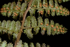 Dryopteris alpestris