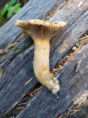 Chroogomphus tomentosus