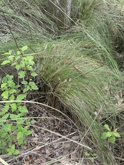 Muhlenbergia macroura