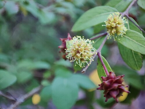 Terminalia pendula, photograph 5