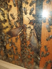 Acherontia atropos