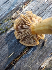 Chroogomphus tomentosus