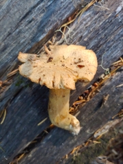 Chroogomphus tomentosus