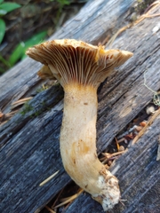 Chroogomphus tomentosus