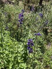 Delphinium glaucum