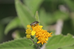 Acmaeodera scalaris