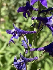 Delphinium glaucum