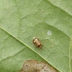 Deraeocoris lutescens