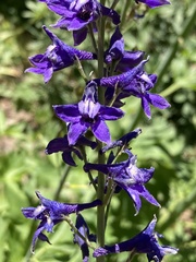 Delphinium glaucum