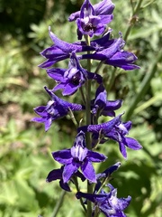 Delphinium glaucum