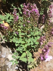 Teucrium salviastrum