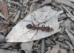 Myrmecia forficata