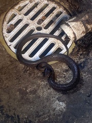 Crotaphopeltis hotamboeia