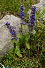 Ajuga genevensis