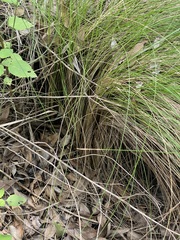 Muhlenbergia macroura
