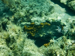 Chondrilla nucula